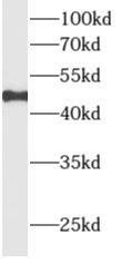ALLC Antibody - BSA Free
