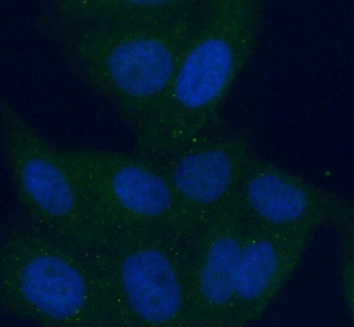 ALDH8A1 Antibody - BSA Free