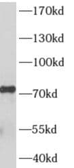 HA95/AKAP8L Antibody - BSA Free