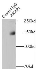 AKAP1 Antibody - BSA Free