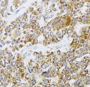AIFM3 Antibody - BSA Free