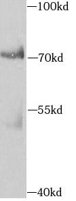 AIFM3 Antibody - BSA Free