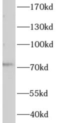 CBCP3 Antibody - BSA Free