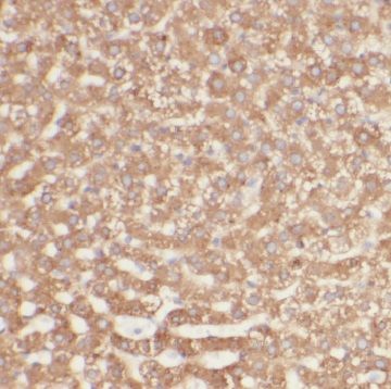 AFMID Antibody - BSA Free