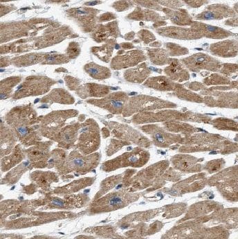 ADM2 Antibody - BSA Free