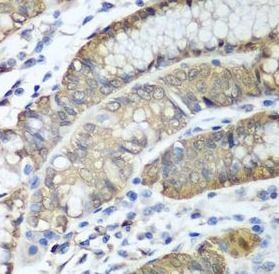 alcohol dehydrogenase 1C Antibody - BSA Free