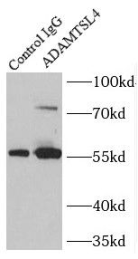 ADAMTSL4 Antibody - BSA Free
