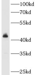 ACTR10 Antibody - BSA Free