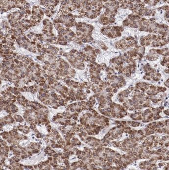 ACTR10 Antibody - BSA Free