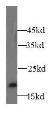 A2LD1 Antibody - BSA Free