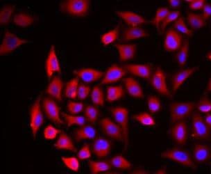 Cochlin Antibody - BSA Free