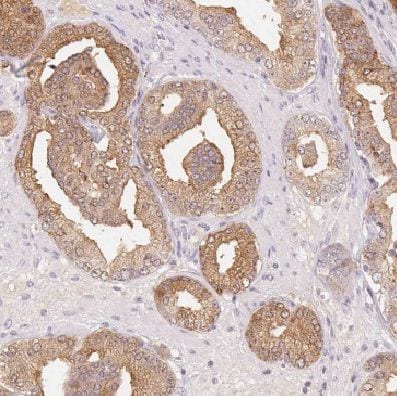 FAM36A Antibody - BSA Free