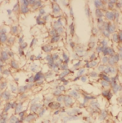COX7C Antibody - BSA Free