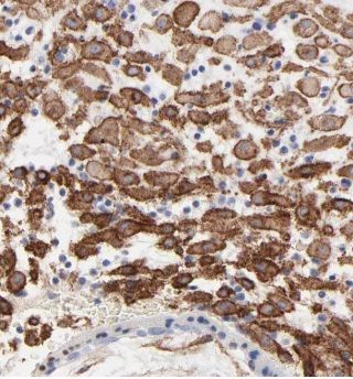 FAM105A Antibody - BSA Free
