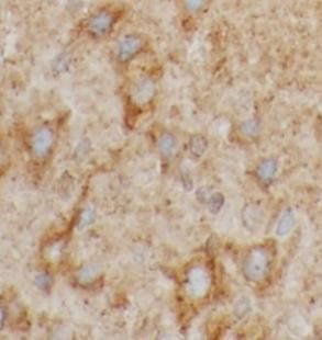 PKC gamma Antibody - BSA Free