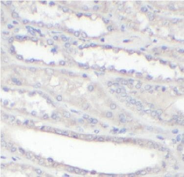 alpha 1B-Glycoprotein Antibody - BSA Free