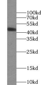 OCT4 Antibody (H7) - BSA Free