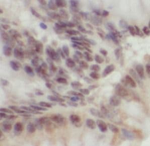 OCT4 Antibody (H7) - BSA Free