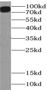 OCT1 Antibody - BSA Free