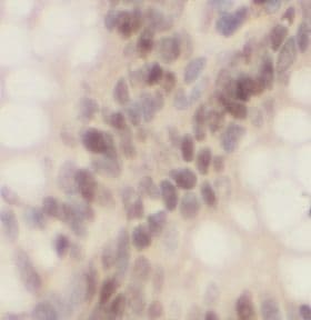 OCT1 Antibody - BSA Free