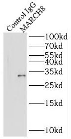 MARCH8 Antibody - BSA Free
