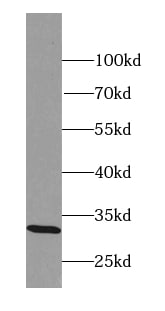 MARCH8 Antibody - BSA Free