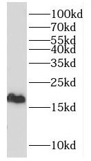 HIST1H2BD Antibody - BSA Free