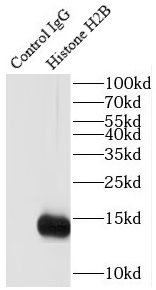 HIST1H2BD Antibody - BSA Free