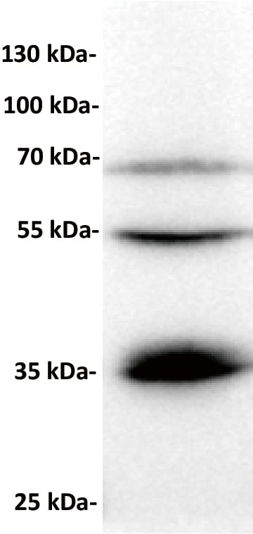 BTN3A1 Antibody (DM94)