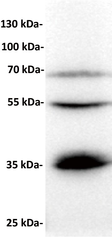 BTN3A1 Antibody (DM94)