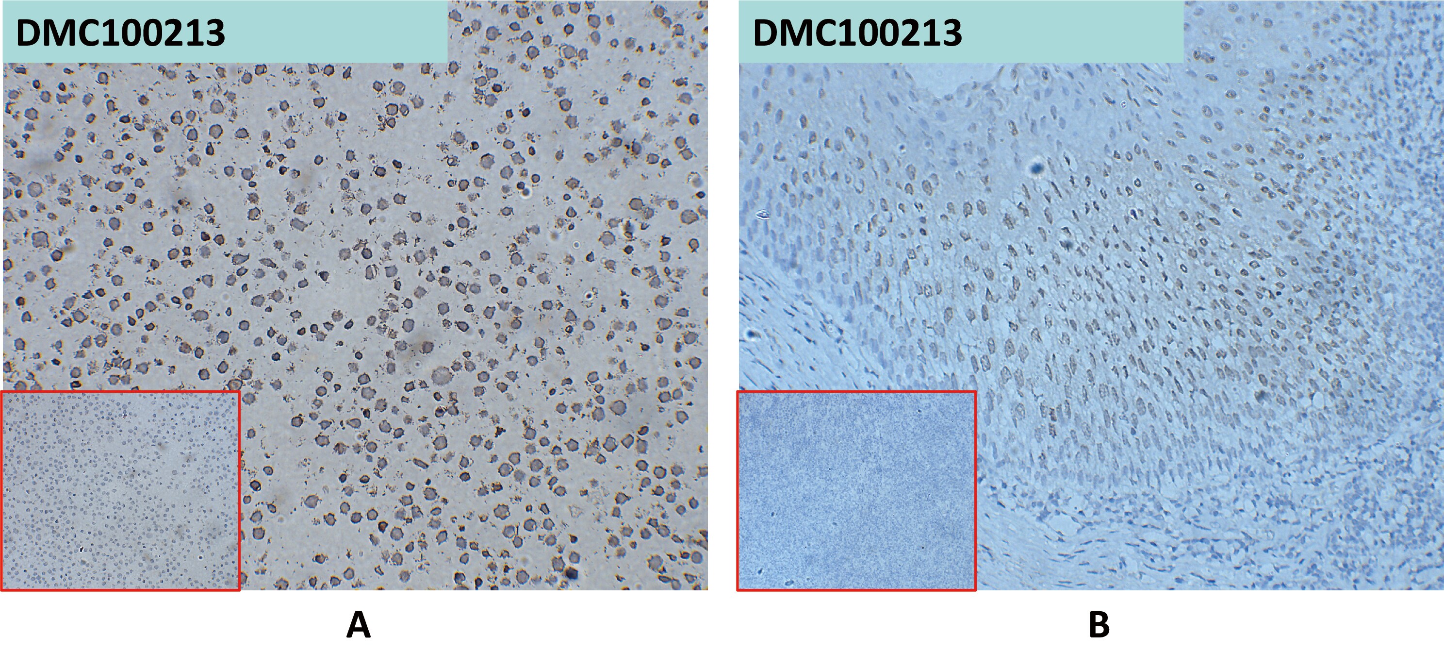CD24 Antibody (DMC213) - Chimeric