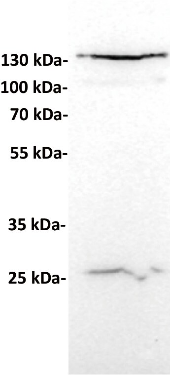 CD24 Antibody (DMC213) - Chimeric