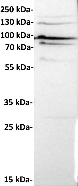 Cadherin-6/KCAD Antibody (DMC6765) - Chimeric