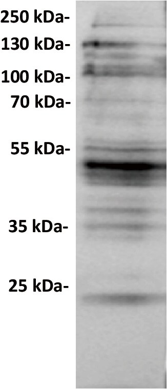 CXADR Antibody (DMC687) - Chimeric