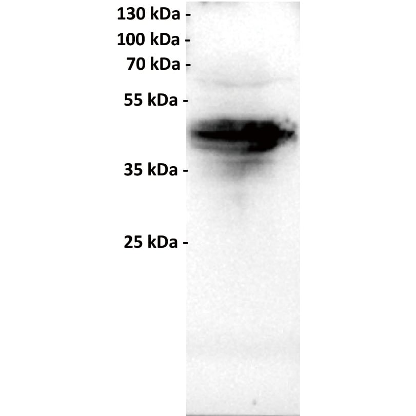 FOLR1 Antibody (18A3) - Chimeric