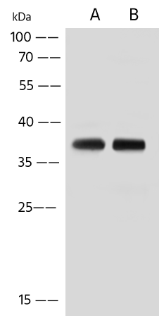 TMUB2 Antibody - Azide and BSA Free TMUB2 Antibody - Azide and BSA Free