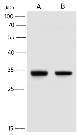 TMUB2 Antibody - Azide and BSA Free TMUB2 Antibody - Azide and BSA Free