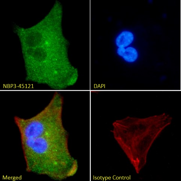 5'-Nucleotidase/CD73 Antibody (1E9) - Chimeric - BSA Free 5'-Nucleotidase/CD73 Antibody (1E9) - Chimeric - BSA Free