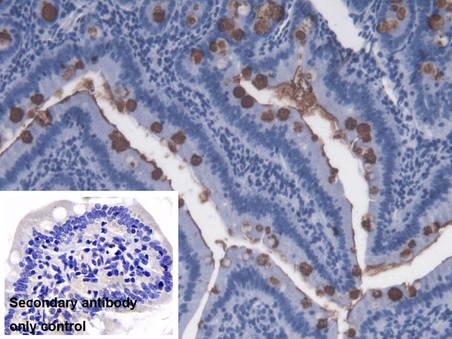 Lipopolysaccharide Antibody (C13) - BSA Free Lipopolysaccharide Antibody (C13) - BSA Free