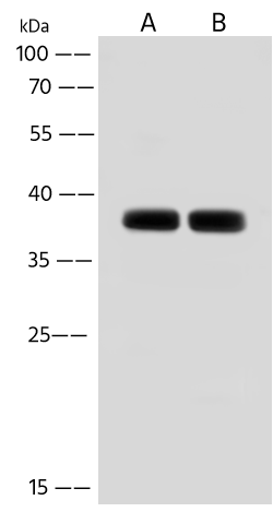 TMUB2 Antibody - Azide and BSA Free TMUB2 Antibody - Azide and BSA Free