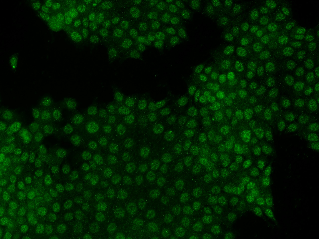 IRX4 Antibody - Azide and BSA Free IRX4 Antibody - Azide and BSA Free