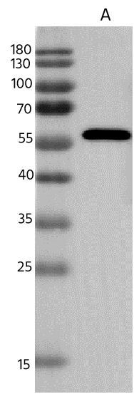 Rabies Virus Nucleoprotein Antibody (10) - Azide and BSA Free Rabies Virus Nucleoprotein Antibody (10) - Azide and BSA Free