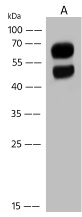 LGSN Antibody - Azide and BSA Free LGSN Antibody - Azide and BSA Free