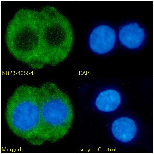 Fibrin beta-chain Antibody (59D8) - BSA Free Fibrin beta-chain Antibody (59D8) - BSA Free