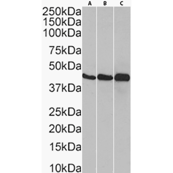 Actin (Muscle Specific) Antibody (3G8C7A6) - Chimeric - BSA Free Actin (Muscle Specific) Antibody (3G8C7A6) - Chimeric - BSA Free