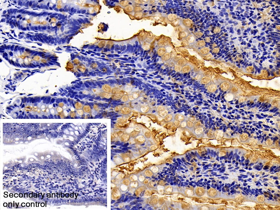 Lipopolysaccharide Antibody - BSA Free Lipopolysaccharide Antibody - BSA Free