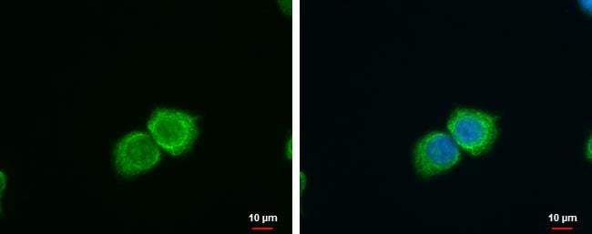 SFXN4 Antibody