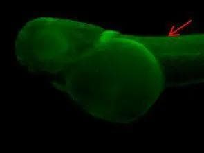 SEC61G Antibody