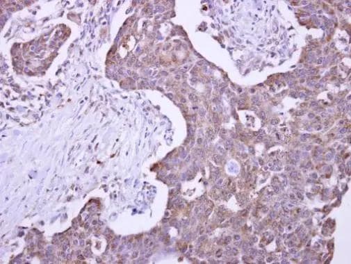 MLEC Antibody