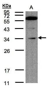 MLEC Antibody
